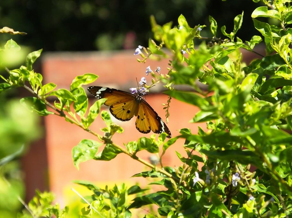 Butterfly Flying